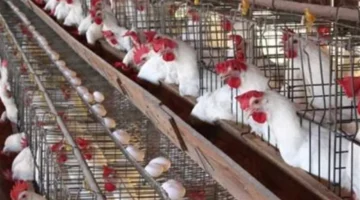 تحركات جديدة في أسعار الكتاكيت بالشركات والبلدي خلال تعاملات اليوم الثلاثاء